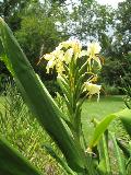 Yellow Butterfly Ginger / Hedychium flavum